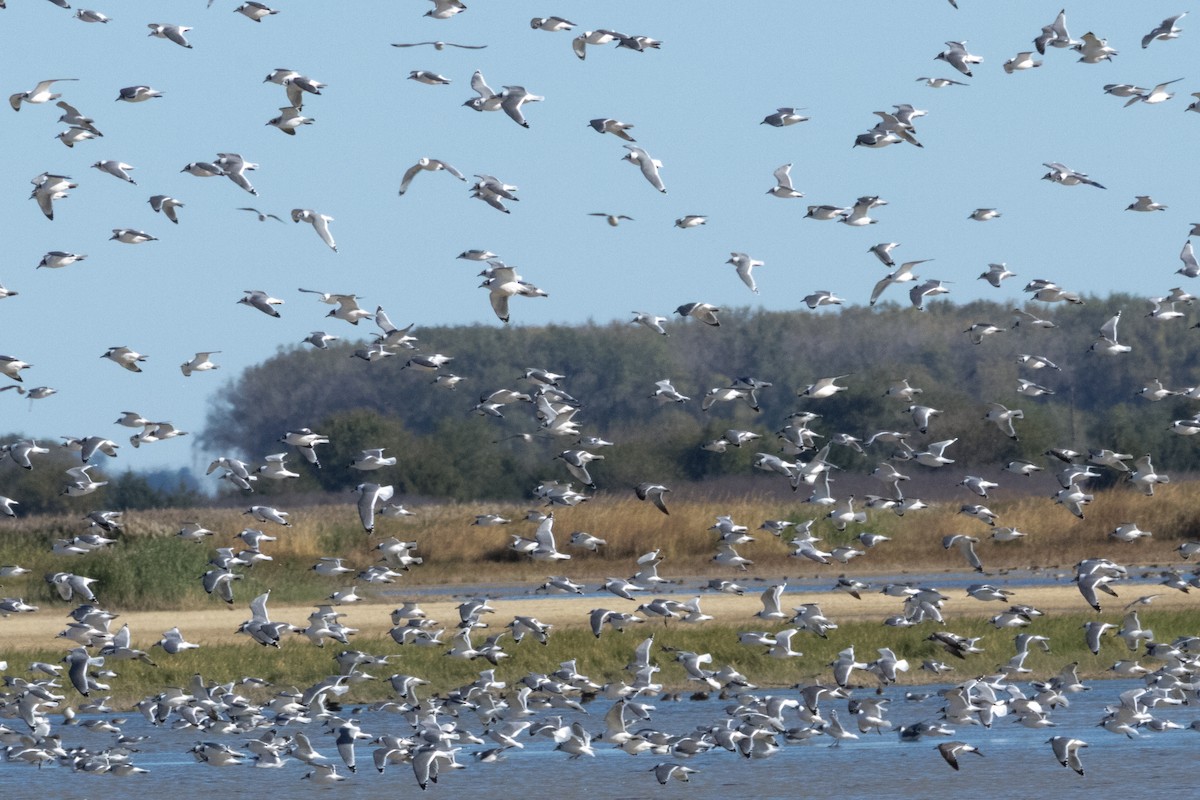 American Avocet - ML644902573