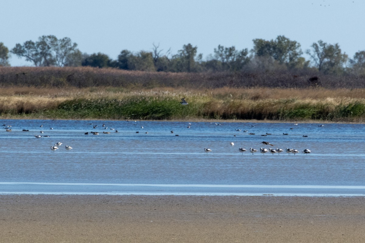 American Avocet - ML644902601