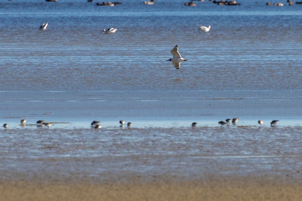 Franklin's Gull - ML644902626