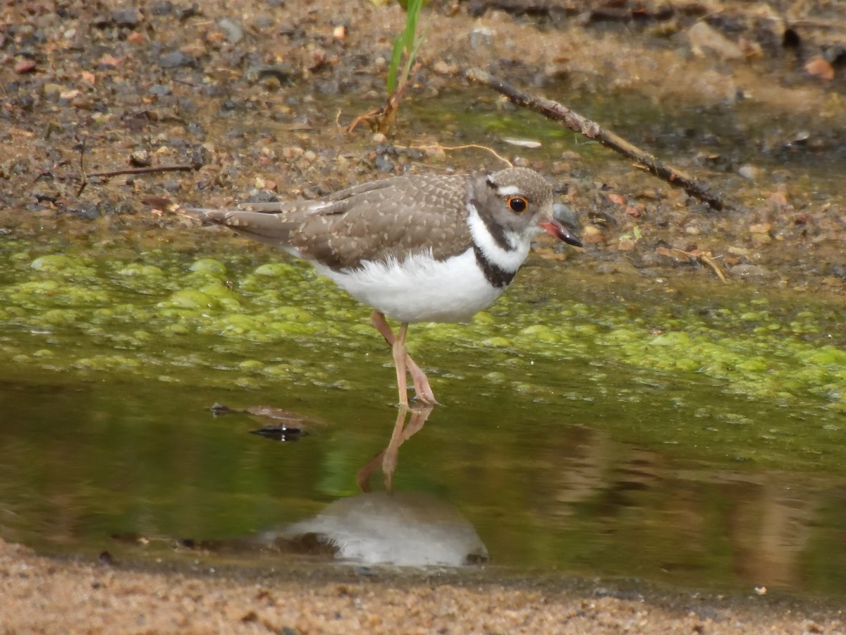Three-banded Plover - ML644902631