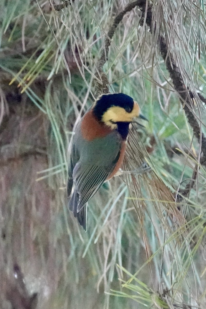 Varied Tit - ML644902637