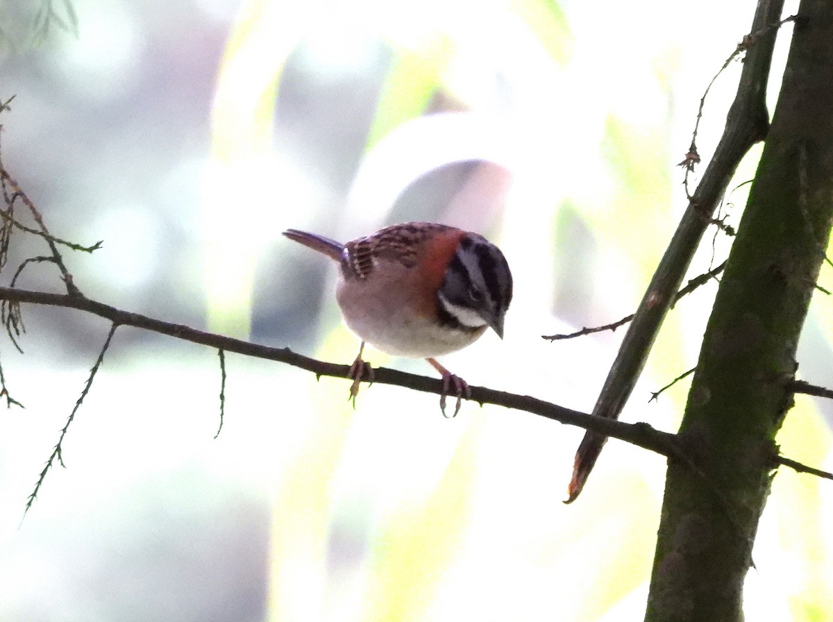 Morgenammer - ML644902638