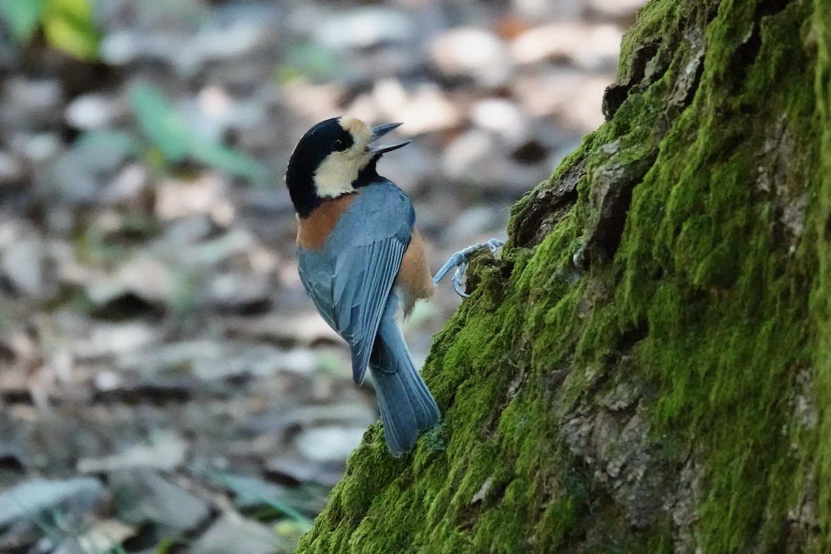 Varied Tit - ML644902642