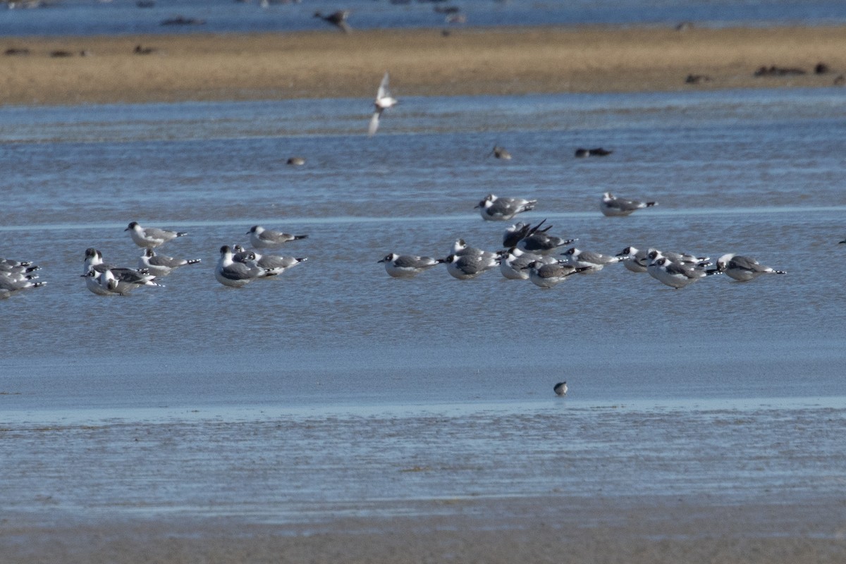 Franklin's Gull - ML644902644