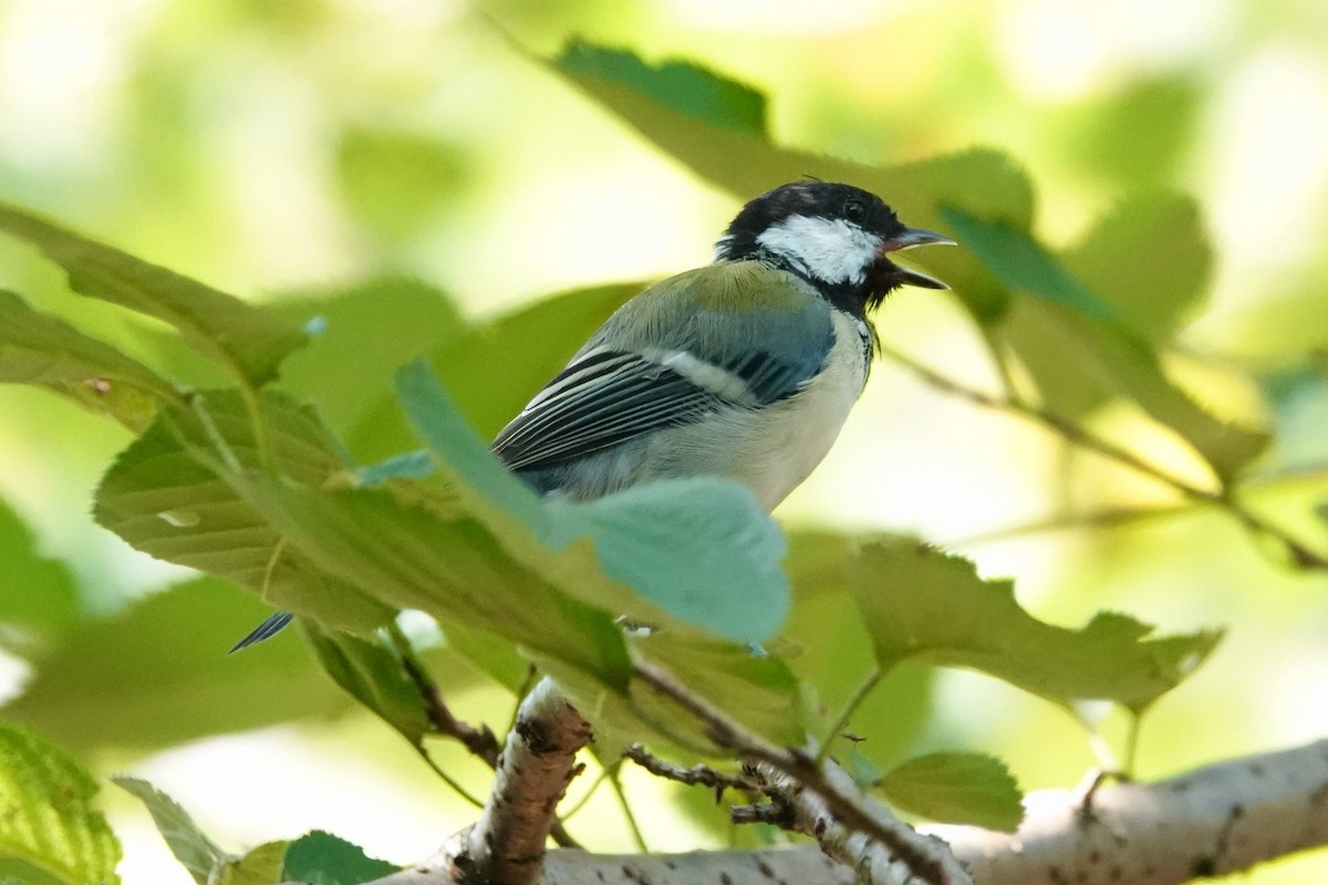Asian Tit - ML644902651