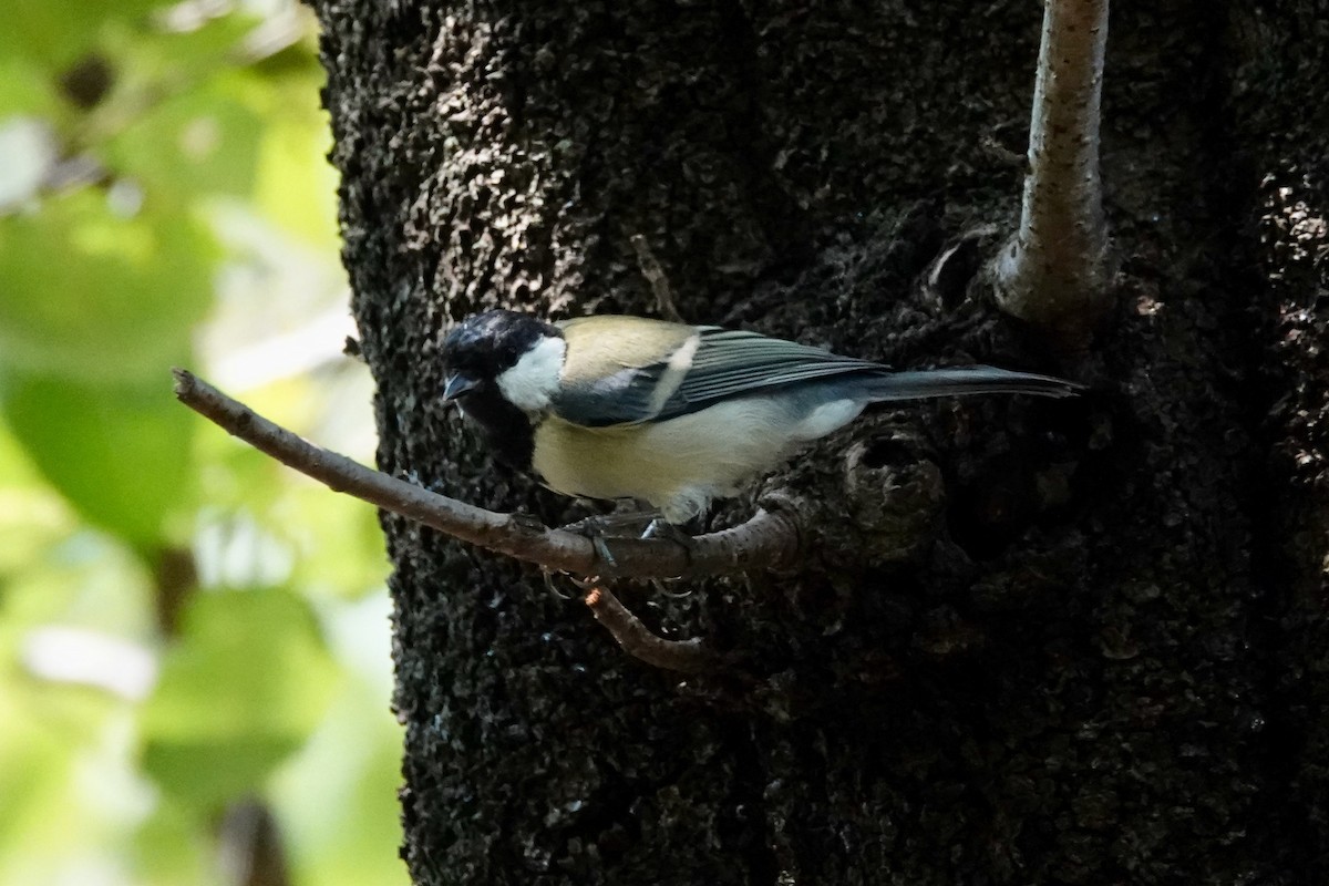 Asian Tit - ML644902652