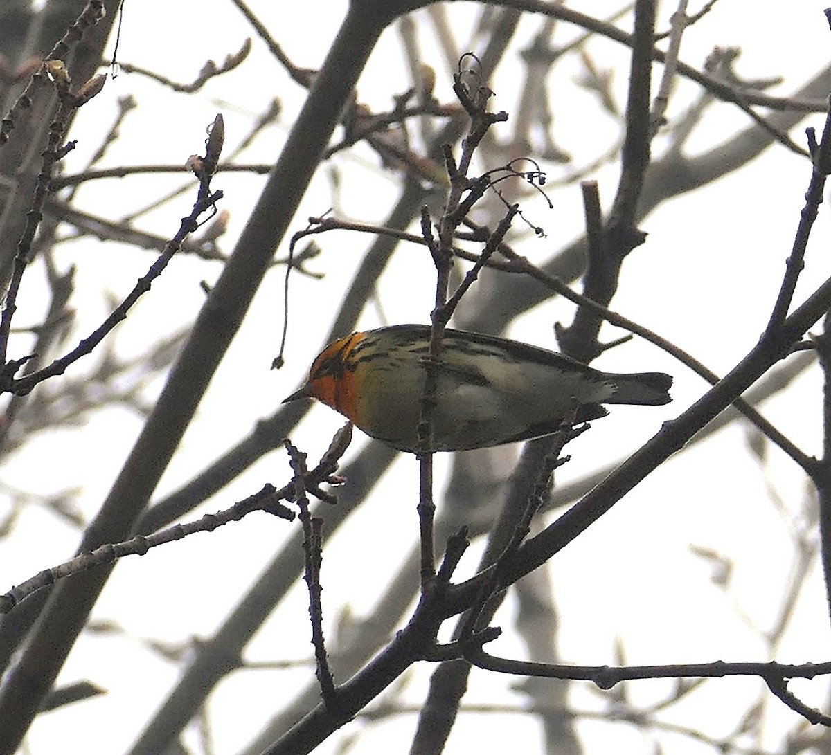 Reinita Gorjinaranja - ML644902672