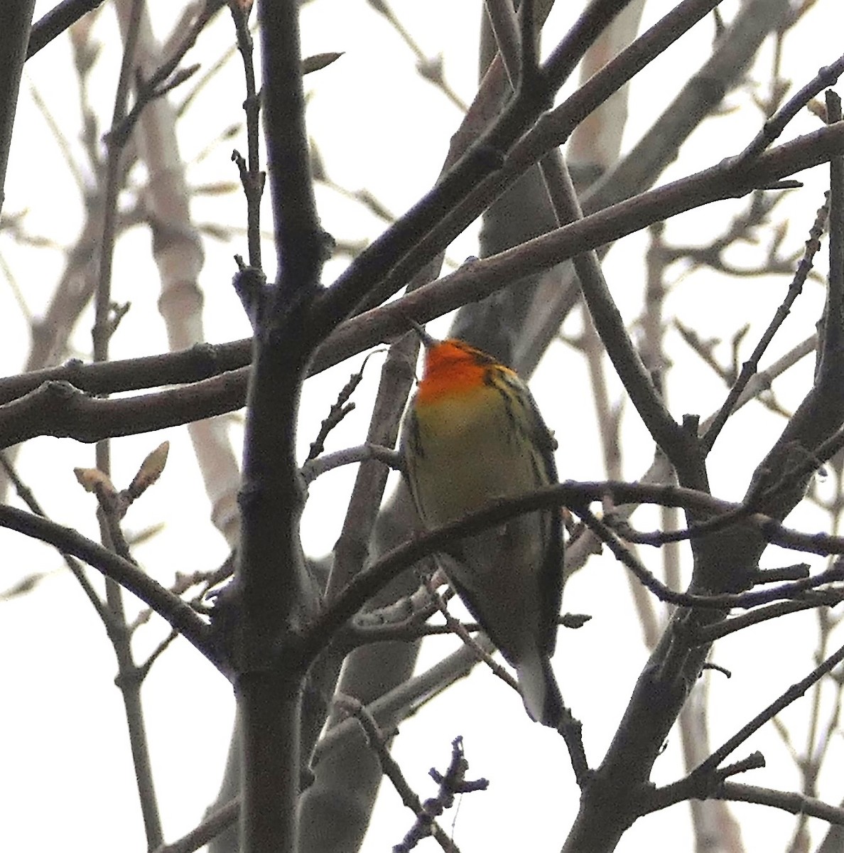 Reinita Gorjinaranja - ML644902677