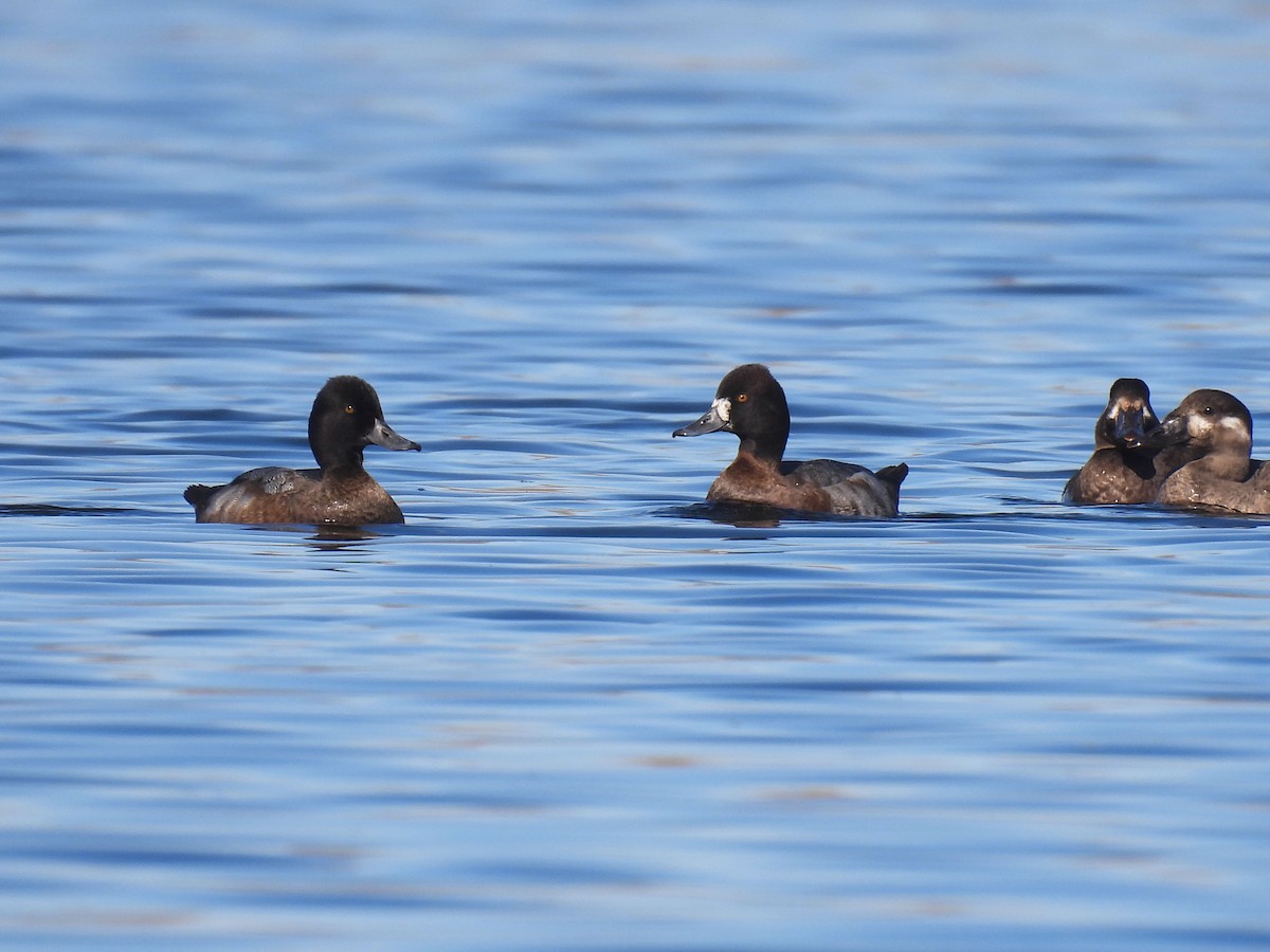 小斑背潛鴨 - ML644902681