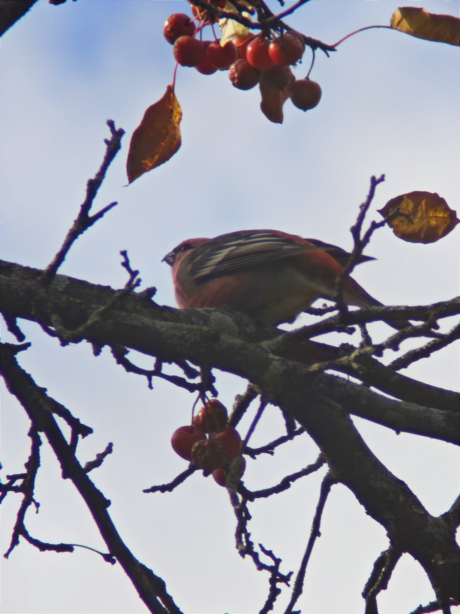 Pine Grosbeak - ML644902682