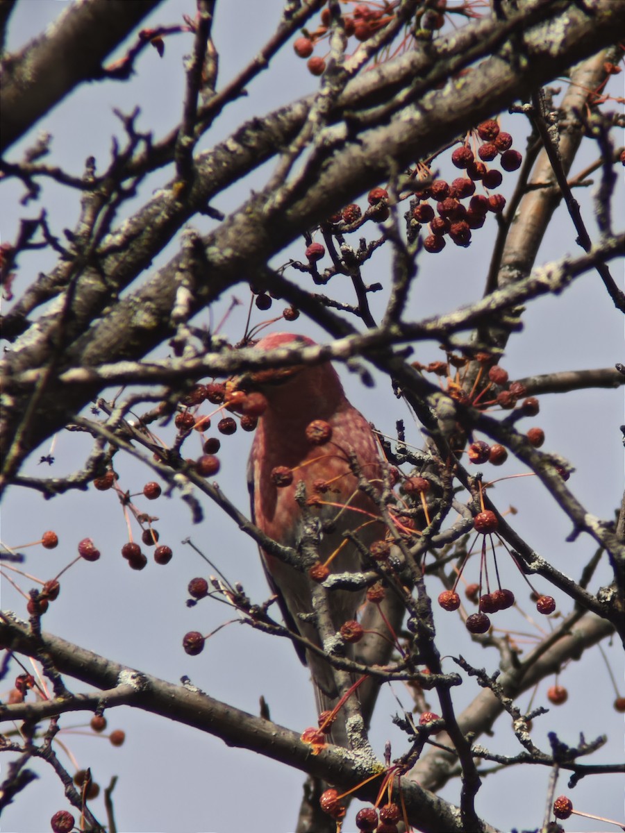 Pine Grosbeak - ML644902683