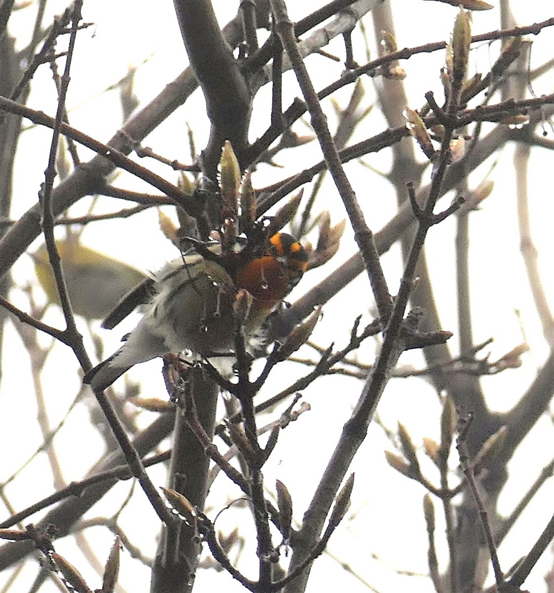 Reinita Gorjinaranja - ML644902684