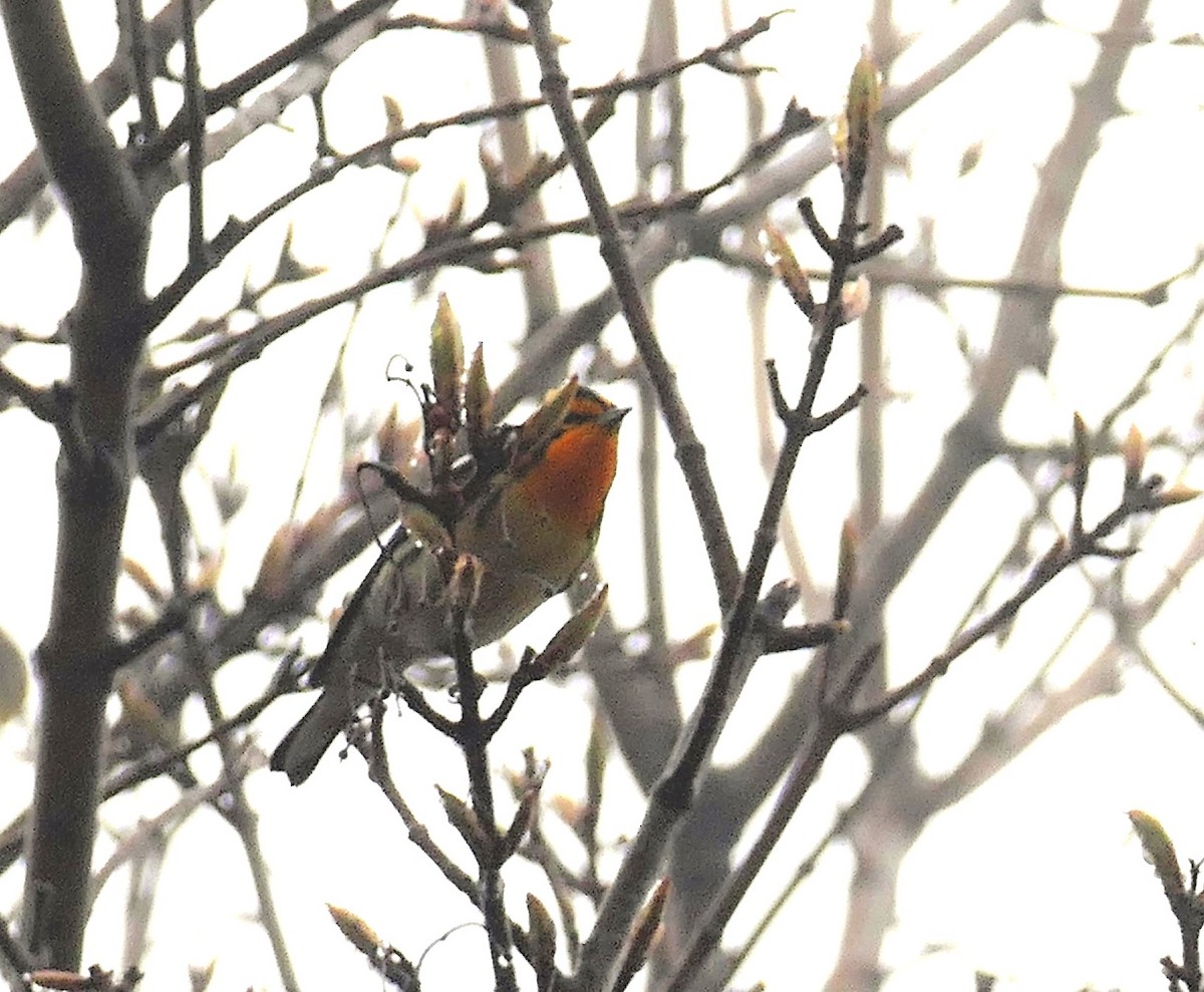 Reinita Gorjinaranja - ML644902685