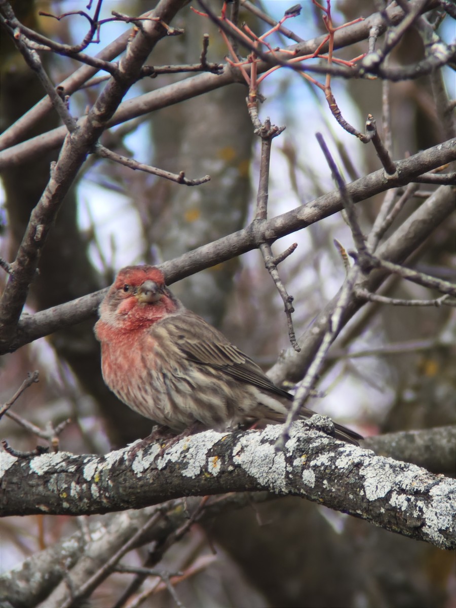 Roselin familier - ML644902699