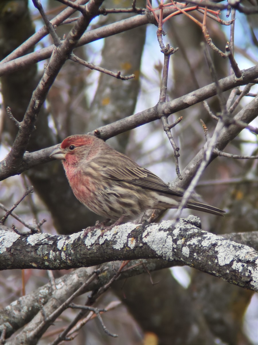 Roselin familier - ML644902700