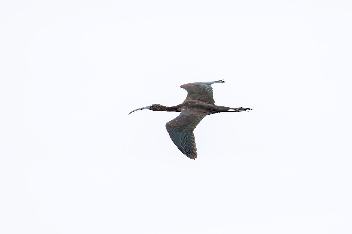 Glossy Ibis - ML644902704