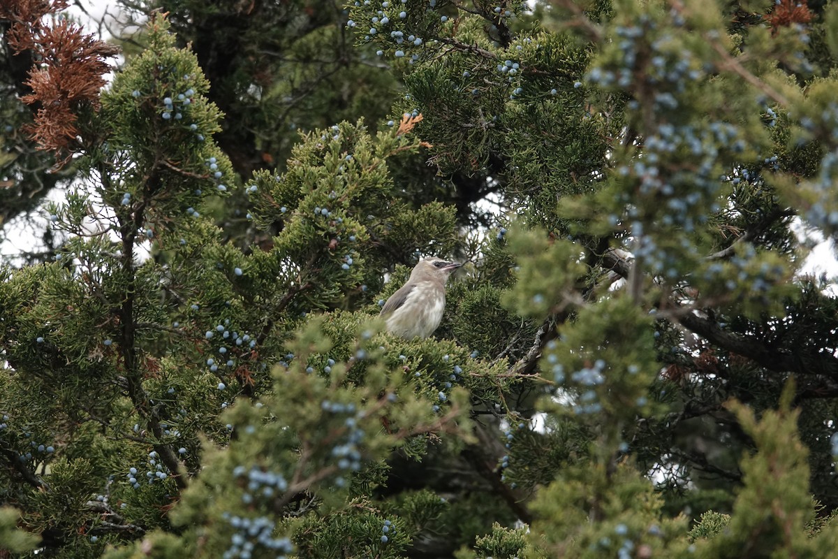 Buztanori amerikarra - ML644902705