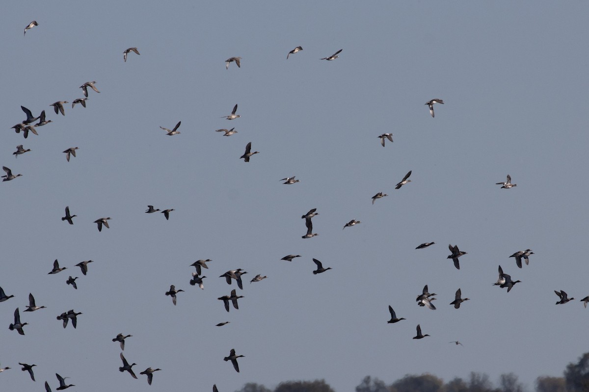 American Wigeon - ML644902709