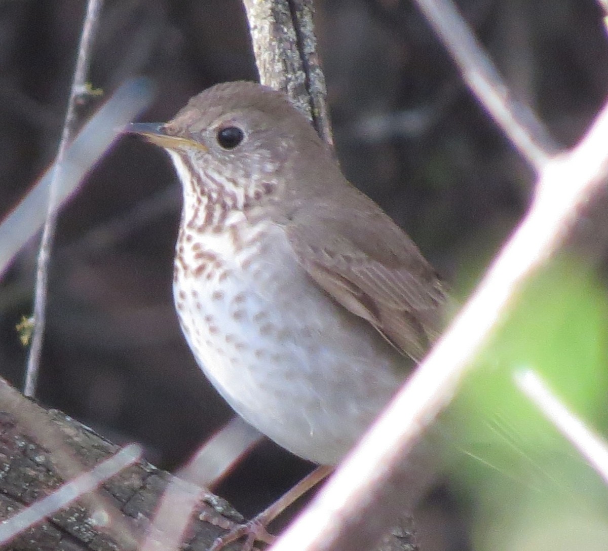 Gray-cheeked Thrush - ML644902727