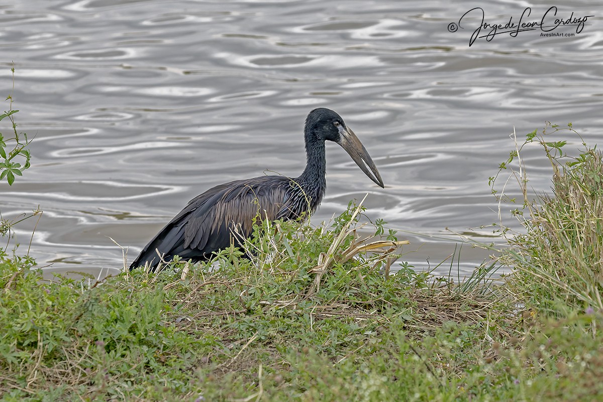 Африканский аист-разиня - ML644902731