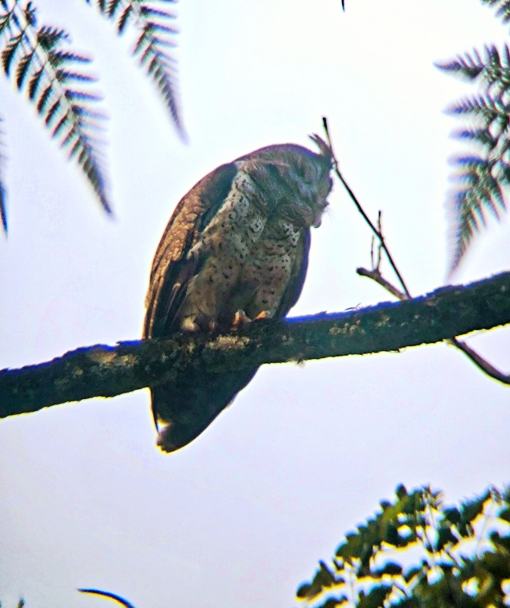 Barred Eagle-Owl - ML644902732