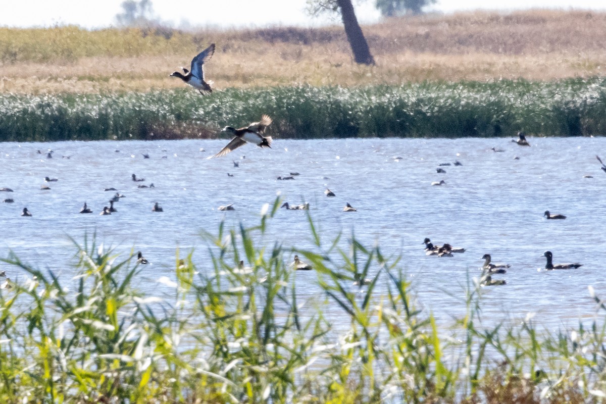 American Wigeon - ML644902734