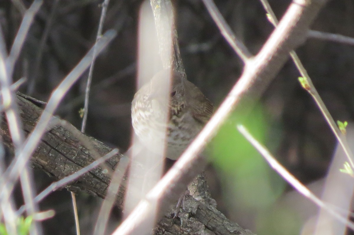 Gray-cheeked Thrush - ML644902735