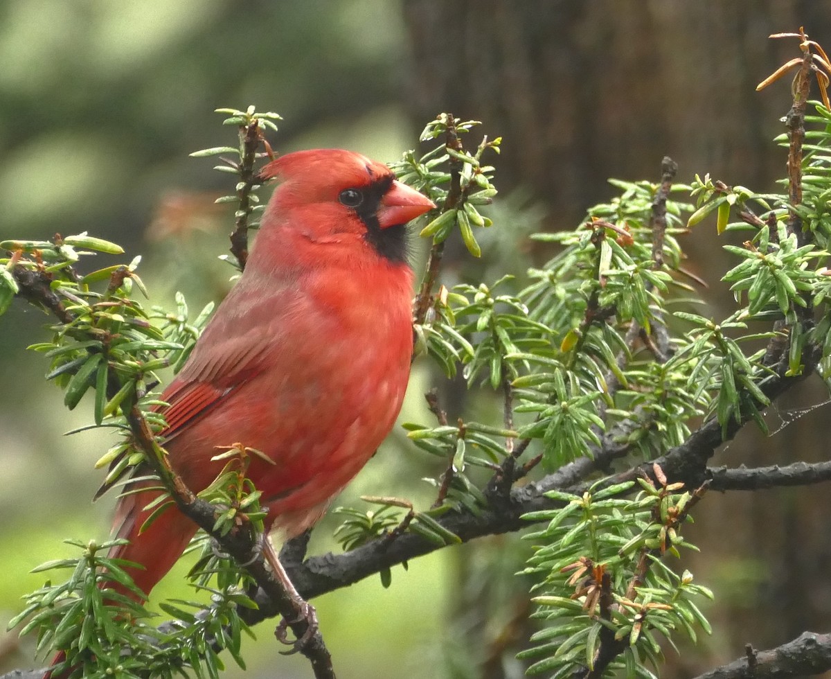 Northern Cardinal - ML644902738