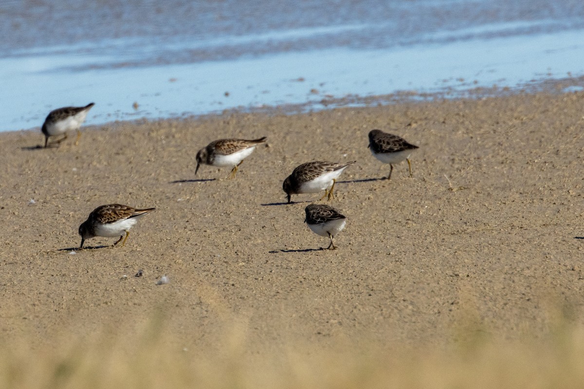 Least Sandpiper - ML644902739