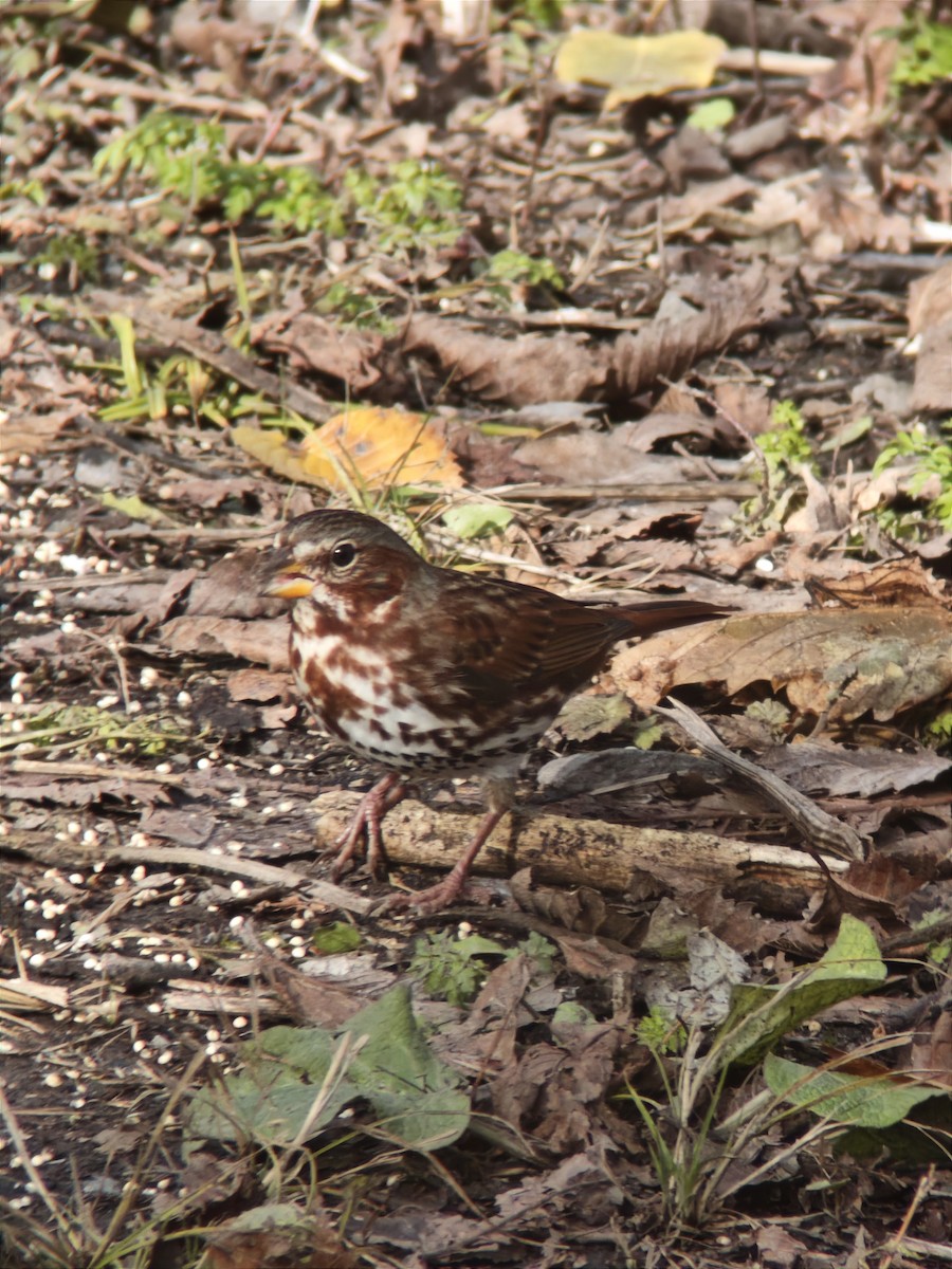 Passerella variabile - ML644902741