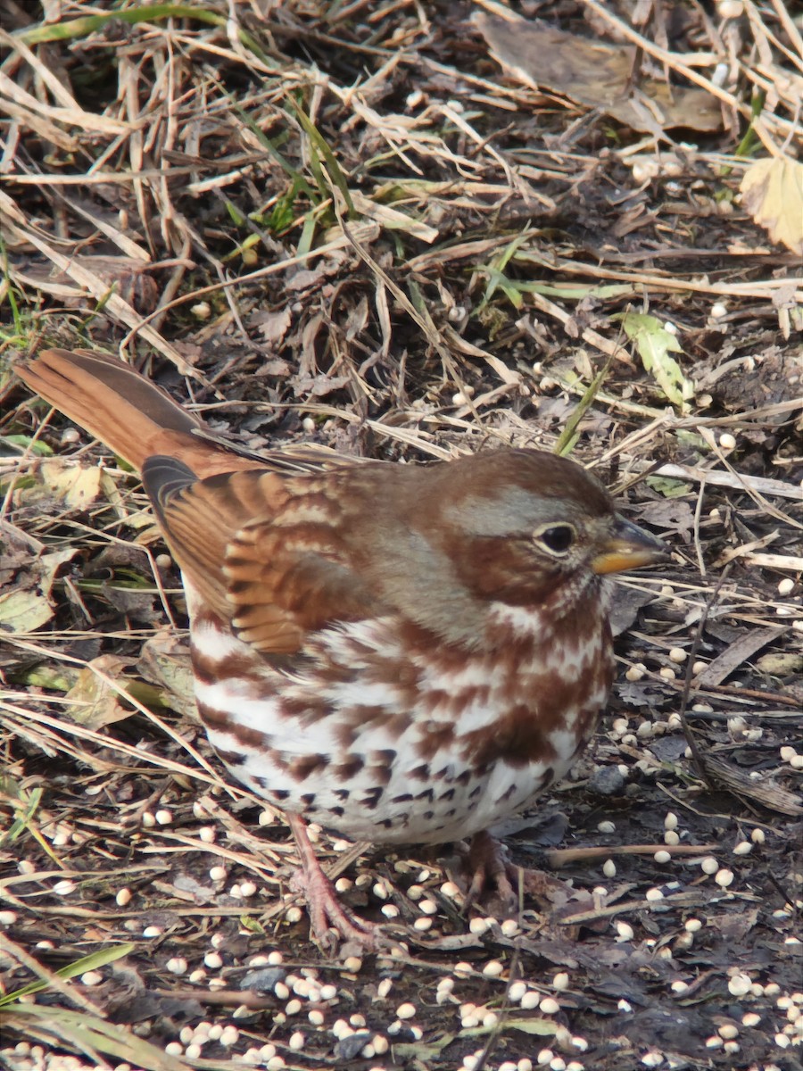 Passerella variabile - ML644902742