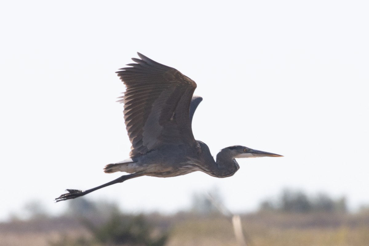 Great Blue Heron - ML644902746