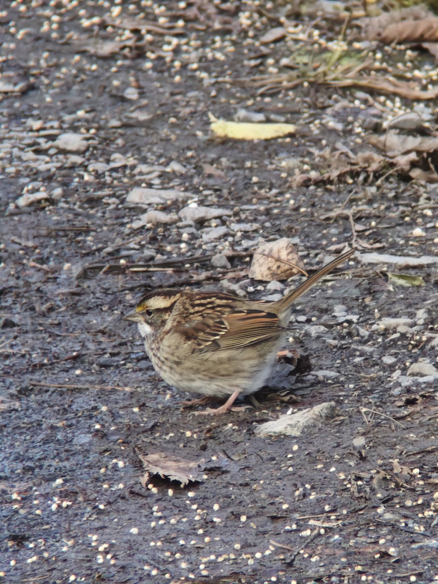White-throated Sparrow - ML644902778