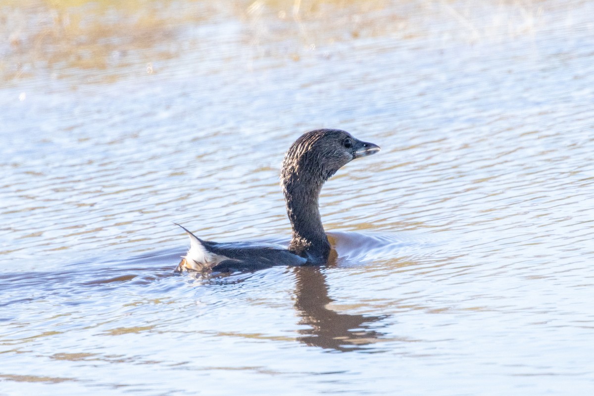 Pied-billed Grebe - ML644902784