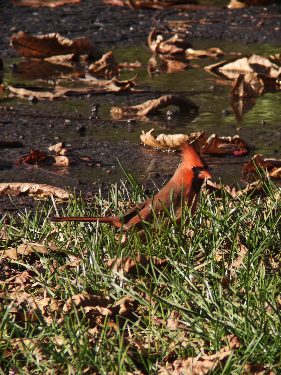 Northern Cardinal - ML644902786