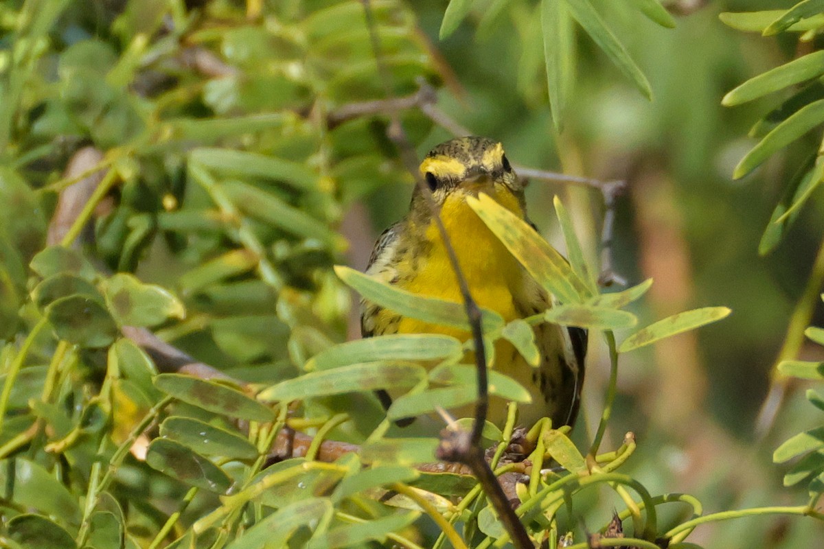 Reinita Gorjinaranja - ML644902789