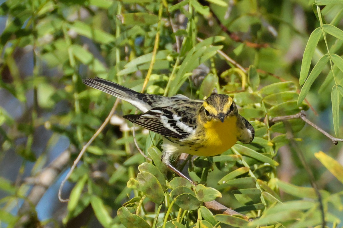 Reinita Gorjinaranja - ML644902792