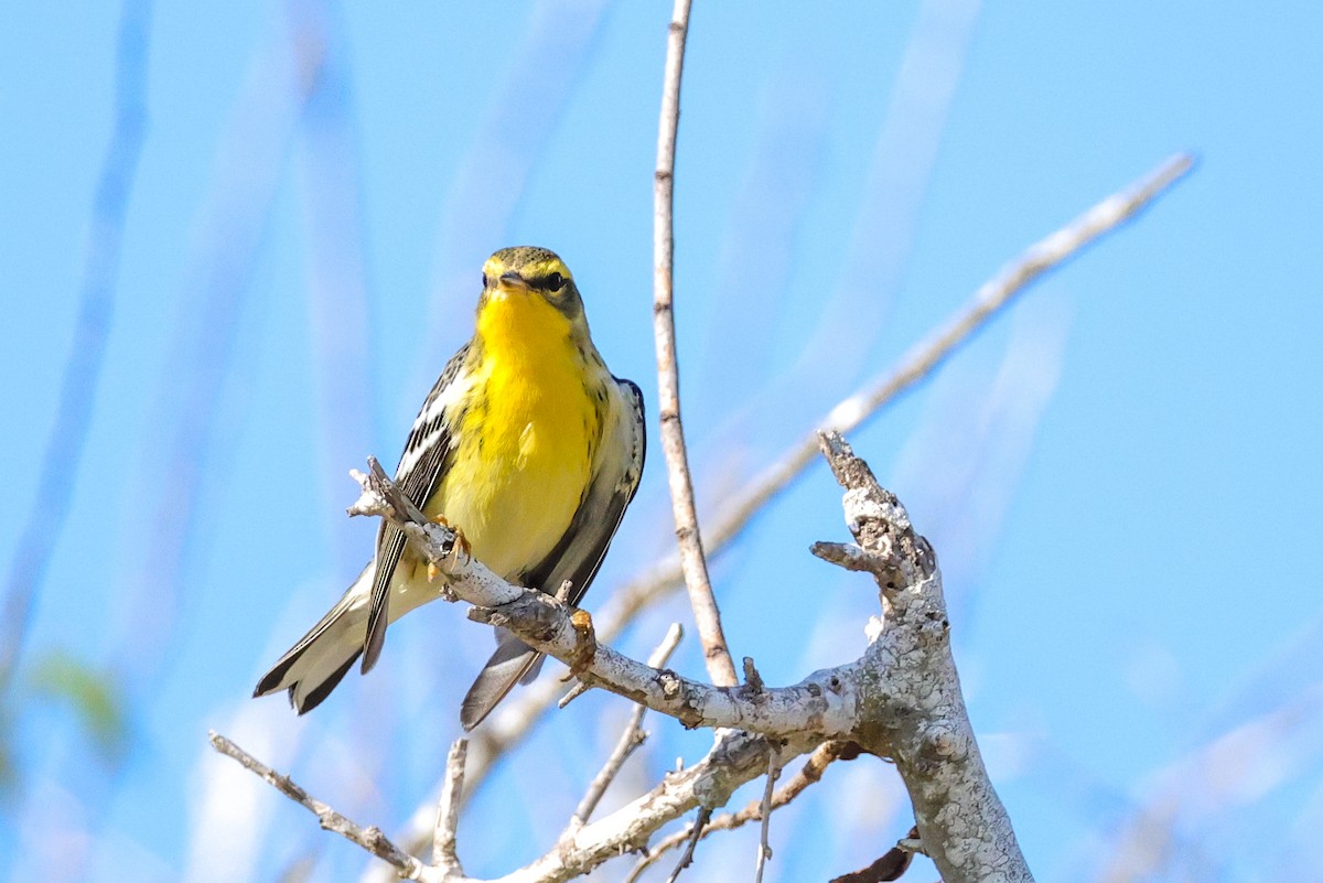 Reinita Gorjinaranja - ML644902793