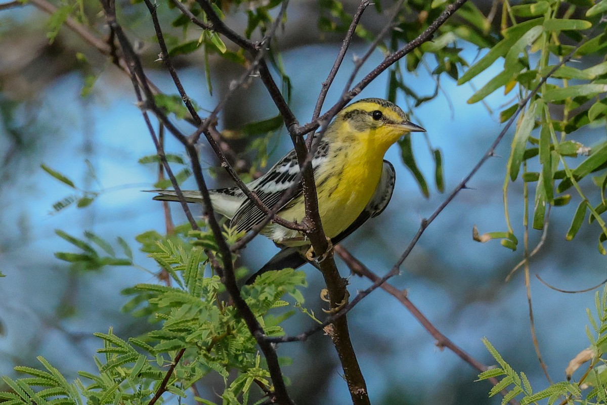 Reinita Gorjinaranja - ML644902794