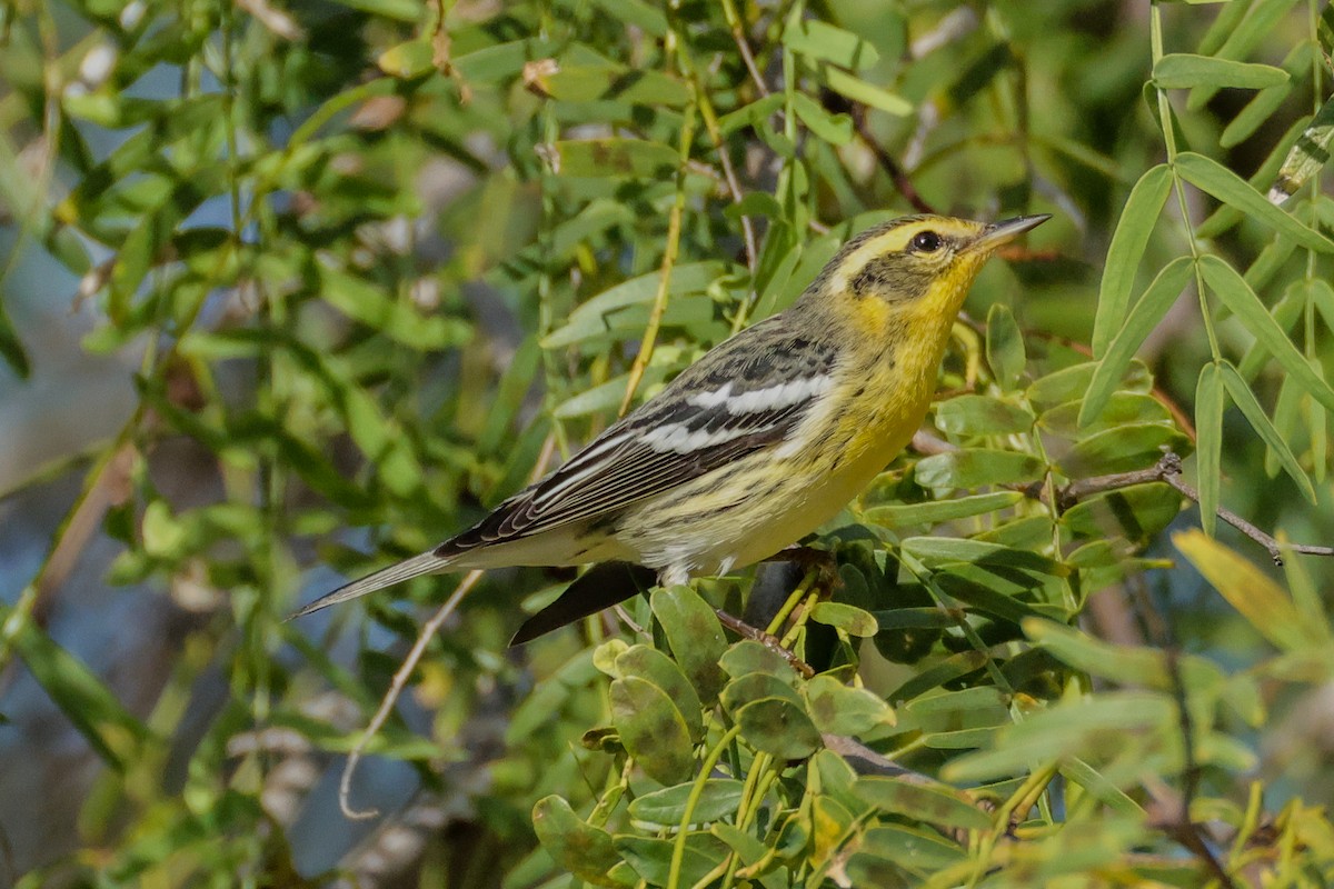 Reinita Gorjinaranja - ML644902795