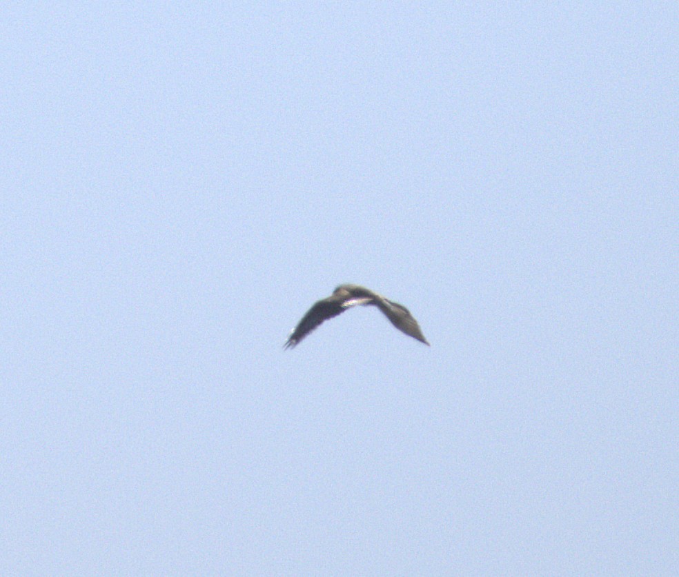 Buteo, unbestimmt - ML644902798