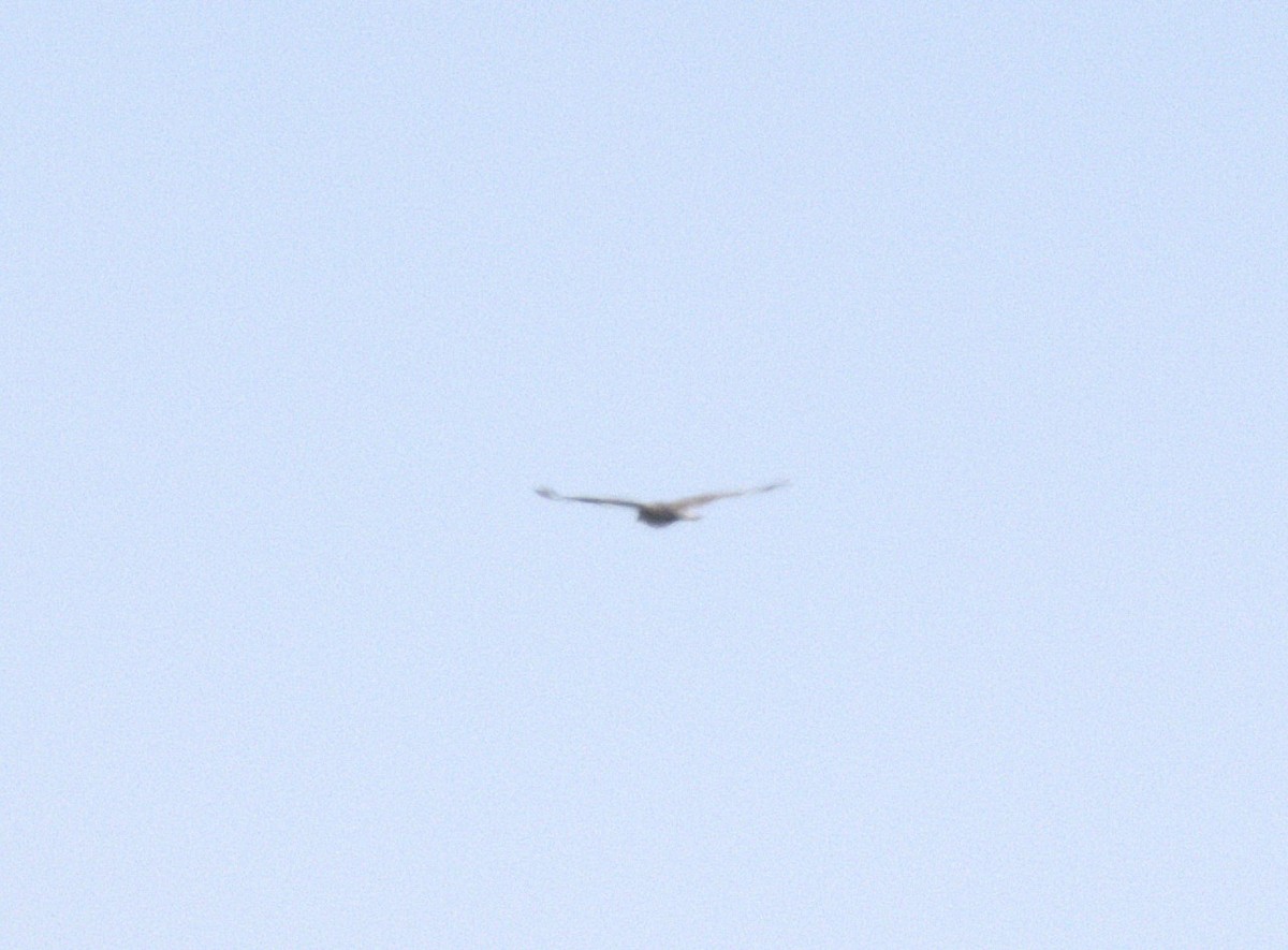 Buteo, unbestimmt - ML644902799