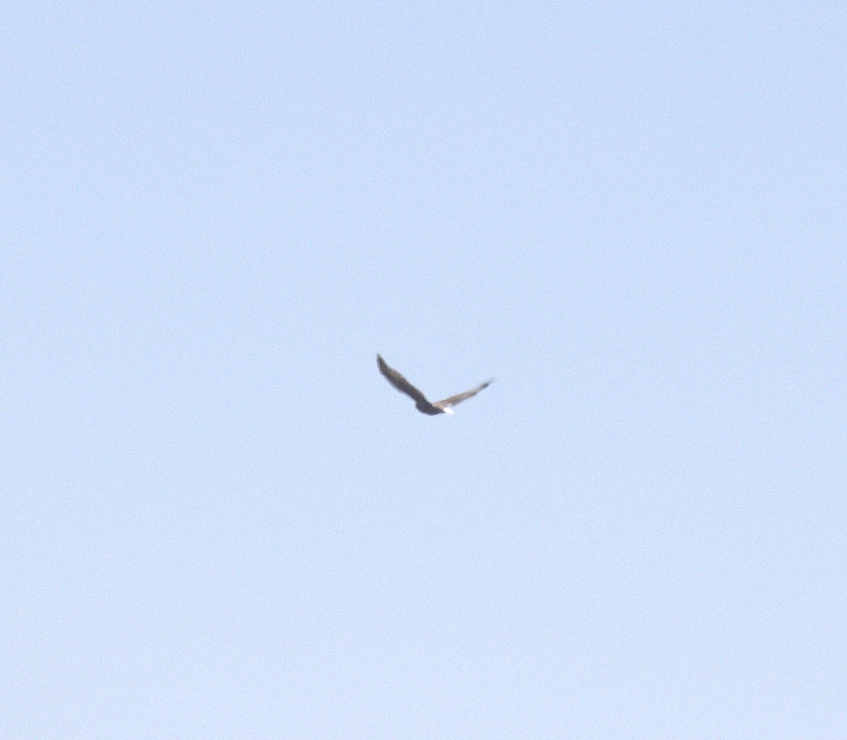 Buteo, unbestimmt - ML644902800