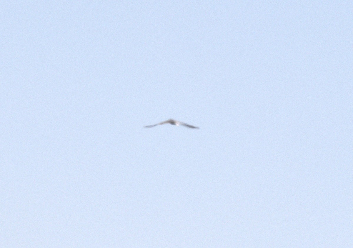 Buteo, unbestimmt - ML644902802