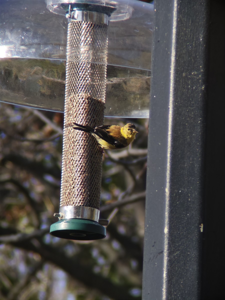 American Goldfinch - ML644902804