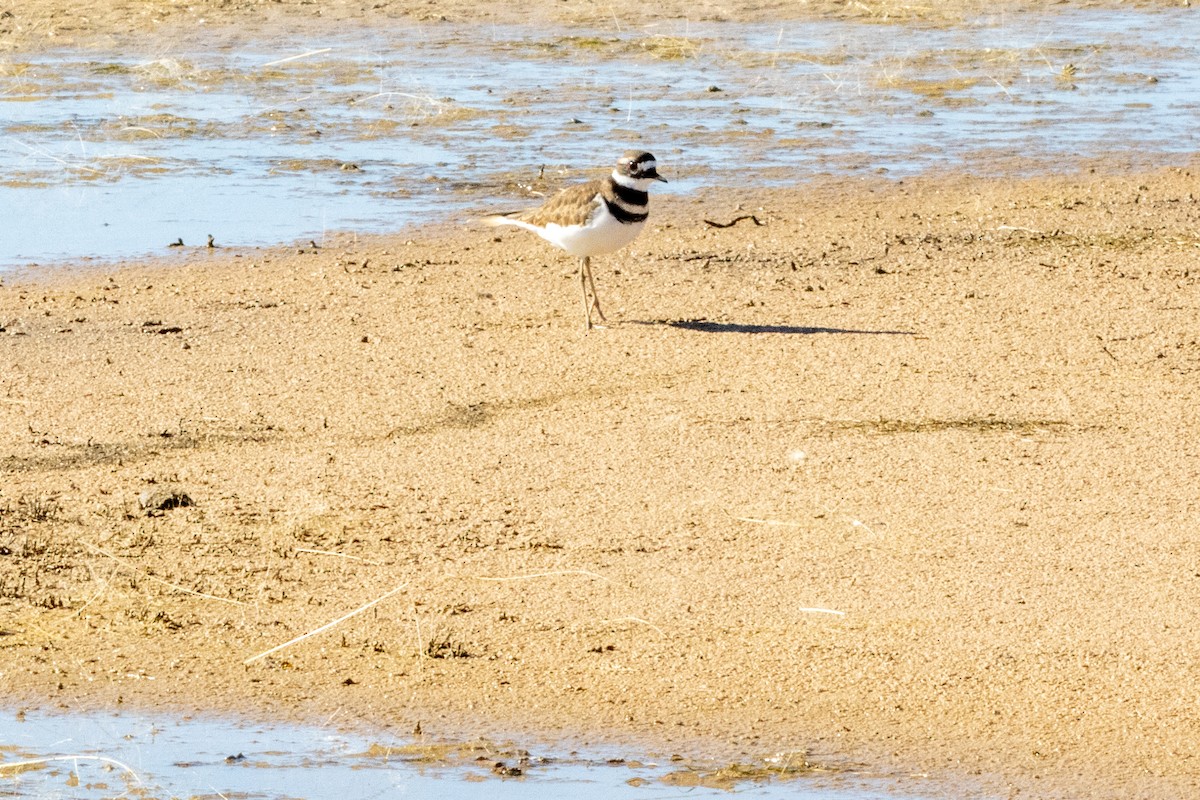 Killdeer - ML644902805