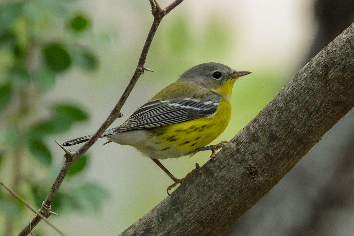 Magnolia Warbler - ML644902818