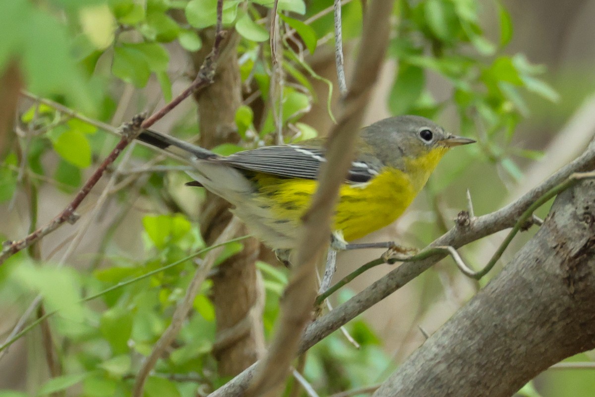 Magnolia Warbler - ML644902819