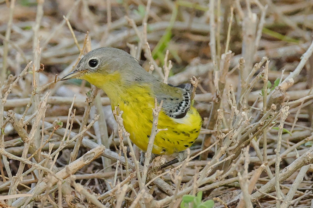 Magnolia Warbler - ML644902820