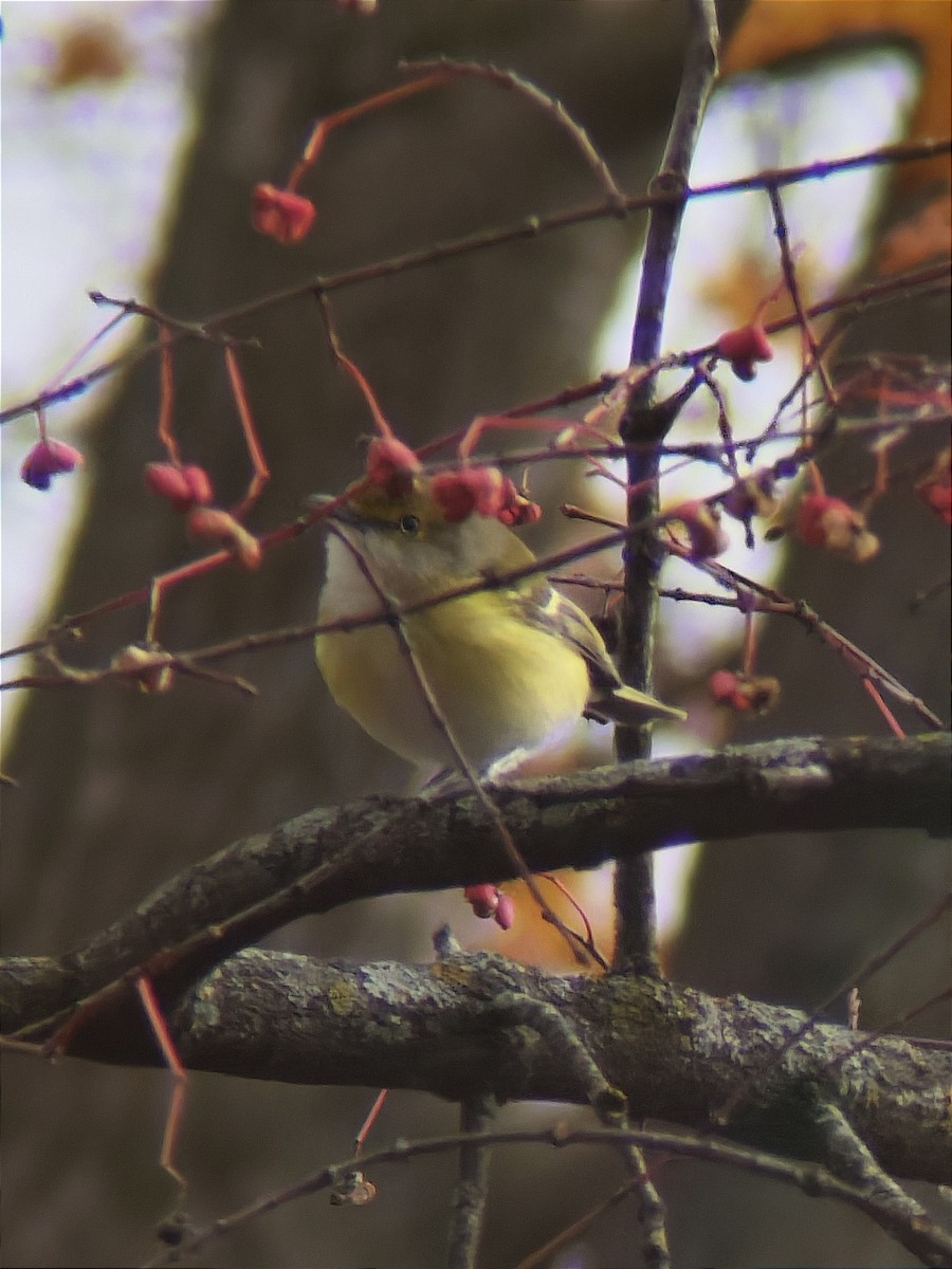 White-eyed Vireo - ML644902824